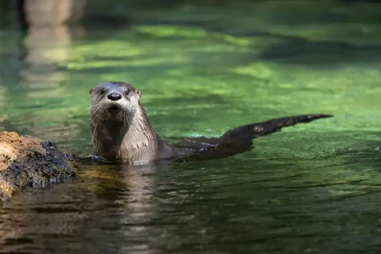 FW Otter