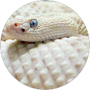 Repti Loco profile picture